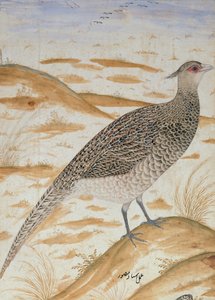 Faisão de alegria do Himalaia, Jahangir Period, Mughal, c.1620 (aguarela)