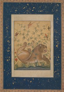 Lion at Rest, ca. 1585.