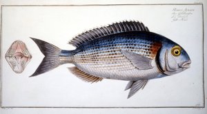 Placa de História Natural: O Creme de Marc Elieser Bloch Ichtyologie Paris - Berlim - Londres 1787. de Marcus Élieser Bloch