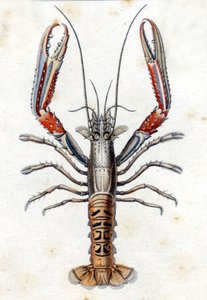 Placa de História Natural: O lagostim segundo Marc Elieser Bloch Ichtyologie Paris - Berlim - Londres 1787. de Marcus Élieser Bloch