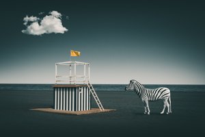 Zebra da Praia Surreal