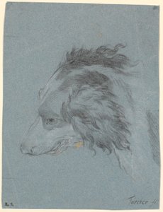 A cabeça de um cão de Marcus Tuscher
