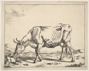 Vaca, depois do Paulus Potter. de Marcus de Bye