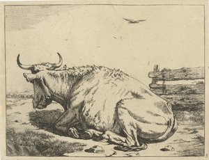 Vaca deitada na cerca
Bovinos (título da série)