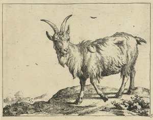Cabra em pé de frente Goats and Bucks (título da série)