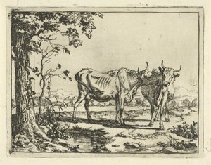 Duas vacas a lamberem-se uma à outra
Bovinos e suínos (título da série)