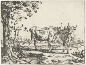Duas vacas se lambendo Gado e porcos