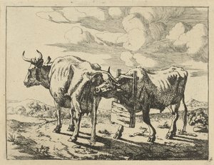 Duas vacas de pé
Vacas e ovelhas (título da série) de Marcus de Bye