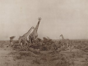 Girafas no matagal