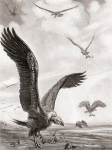 Abutres a carregar os membros dos mortos em batalha, da História das Nações de Hutchinson, pub.1915 de Margaret (after) Dovaston