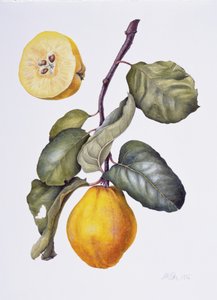 Marmelo (aguarela sobre papel)