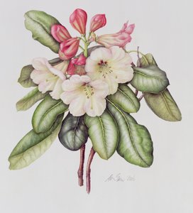 Rhododendron (aguarela sobre papel)