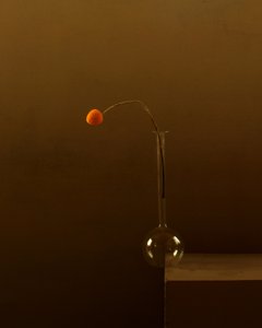 Flor de laranjeira minimalista