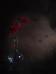 Flores Vermelhas Melancólicas