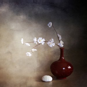 Flores de cerejeira tranquilas