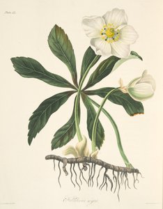 Heléboro preto ou rosa de Natal, das ilustrações florais das estações, bar. 1829 (gravura colorida à mão) de Margaret Roscoe