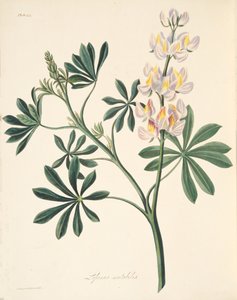 Lupino Mutável-florescido, das ilustrações florais das estações, bar. 1829 (gravura colorida à mão)