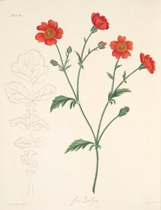 Avens chileno, das ilustrações florais das estações, bar. 1829 (gravura colorida à mão) de Margaret Roscoe