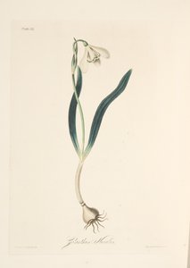 Snowdrop comum, das ilustrações florais das estações, bar. 1829 (gravura colorida à mão) de Margaret Roscoe