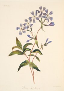 Lychnidea de florescência adiantada, das ilustrações florais das estações, bar. 1829 (gravura colorida à mão)