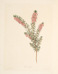 Charneca de cor viva, a partir de Floral Illustrations of the Seasons, pub. 1829 (gravura colorida à mão) de Margaret Roscoe