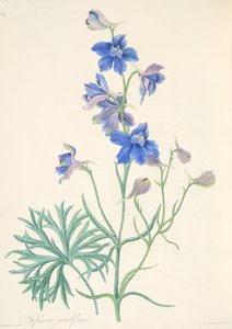 Espora florida grande, das ilustrações florais das estações, bar. 1829 (gravura colorida à mão)