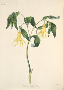 Bellwort florido grande, das ilustrações florais das estações, bar. 1829 (gravura colorida à mão)