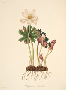 Bloodwort florido grande, das ilustrações florais das estações, bar. 1829 (gravura colorida à mão)