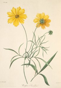 Grande Tickseed florido, das ilustrações florais das estações, bar. 1829 (gravura colorida à mão)