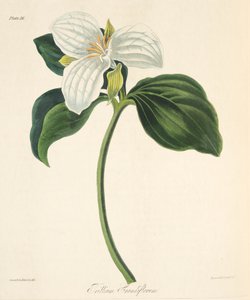 Trillium florido grande, das ilustrações florais das estações, bar. 1829 (gravura colorida à mão)