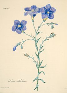 Linho de Narbonne, das ilustrações florais das estações, bar. 1829 (gravura colorida à mão) de Margaret Roscoe