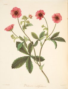 Nipal Potentilla, de ilustrações florais das estações, bar. 1829 (gravura colorida à mão) de Margaret Roscoe