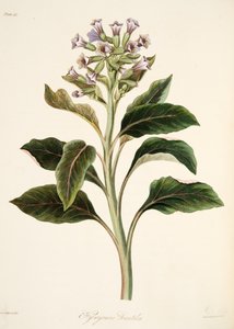 Hyoscyamus oriental, das ilustrações florais das estações, bar. 1829 (gravura colorida à mão) de Margaret Roscoe