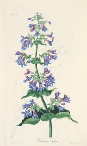 Penstemon Ovate-com folhas, das ilustrações florais das estações, bar. 1829 (gravura colorida à mão) de Margaret Roscoe