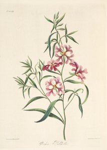 Pretty Clarkia, de ilustrações florais das estações, bar. 1829 (gravura colorida à mão) de Margaret Roscoe