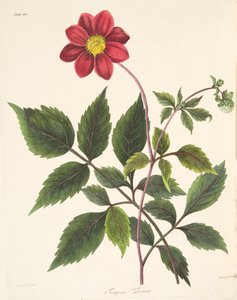 Dália vermelha, das ilustrações florais das estações, bar. 1829 (gravura colorida à mão)