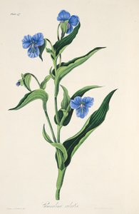 Commelina azul-celeste, das ilustrações florais das estações, bar. 1829 (gravura colorida à mão) de Margaret Roscoe
