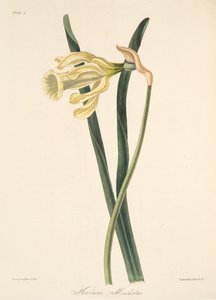 Narciso espanhol, das ilustrações florais das estações, bar. 1829 (gravura colorida à mão)