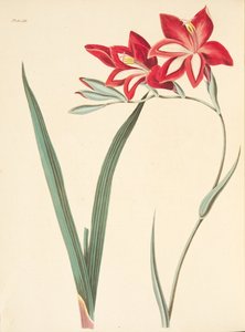 Bandeira de milho excelente, das ilustrações florais das estações, bar. 1829 (gravura colorida à mão) de Margaret Roscoe