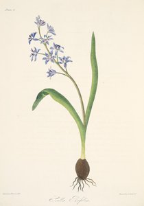 Squill de duas folhas, das ilustrações florais das estações, bar. 1829 (gravura colorida à mão) de Margaret Roscoe