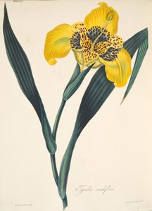Tigridia amarelo-florido, das ilustrações florais das estações, bar. 1829 (gravura colorida à mão)