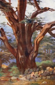 Um Cedro do Líbano (litografia a cores)