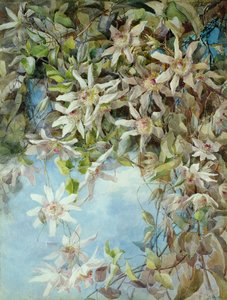 Estudo da Flor da Paixão de Margaret Waterfield