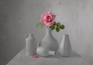 Natureza morta com uma delicada rosa rosa de Margareth Perfoncio