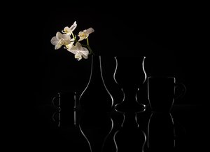 Silhuetas elegantes de orquídeas de Margareth Perfoncio