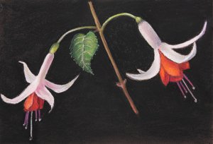 Fuchsia&39;s, 2020 (pastel) de Margo Starkey