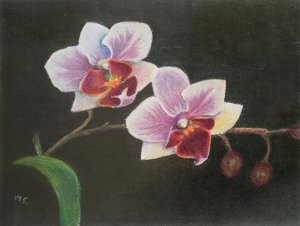 Orquídea no meu quarto, 2020 (pastel) de Margo Starkey