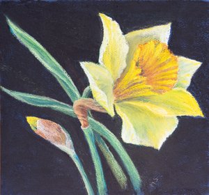A beleza de um narciso, 2021 (pastel) de Margo Starkey