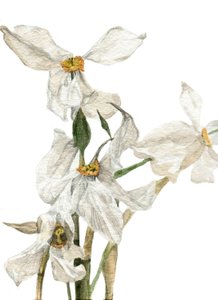 Narcisos, 2018
