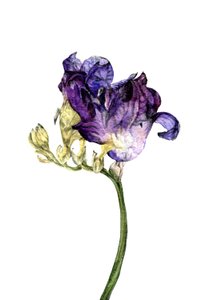Flor de frésia, 2018